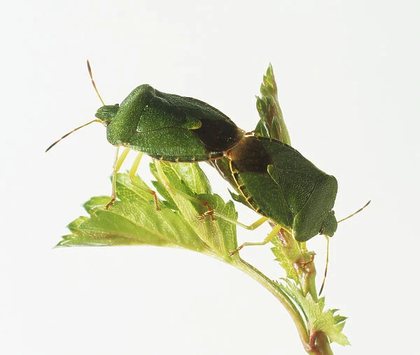 Two green shield bugs (Palomena prasina) on a leaf, mating