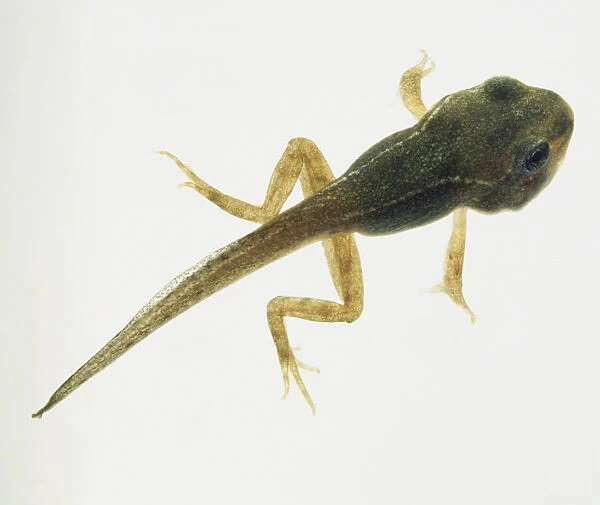 green tadpole with both front and back legs