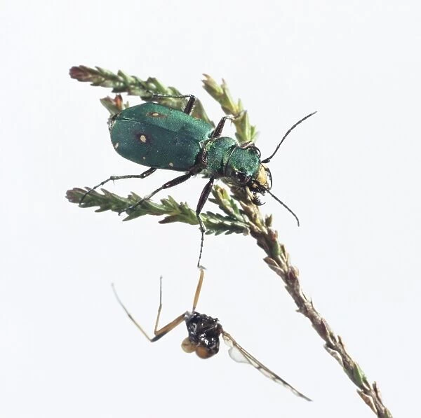 Green tiger beetle (Cicindela campestris) with prey