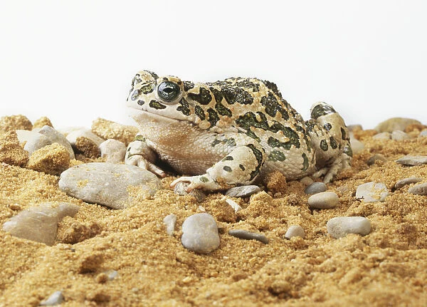 Green Toad, Bufo viridis, on sandy terrain