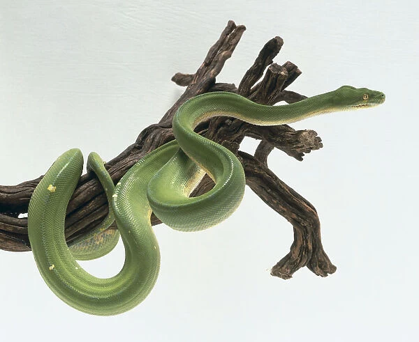 Green Tree Python, Morelia viridis, partially coiled around a large branch. The snake is bright green with a broken line of white markings along the midline of the back. Bulges are visible on the head and the snake has green eyes