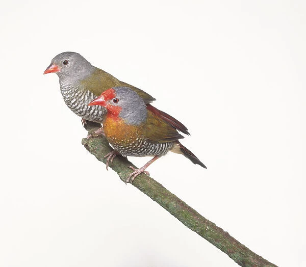 Two Green-winged pytilia (Pytilia melba), perching side by side on a branch, side view