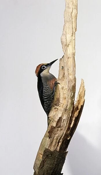 Green woodpecker (Picus viridis) on dead tree, side view