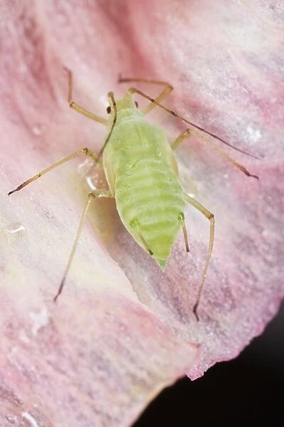 Greenfly (aphid) on pink petal feeding on sap, close-up