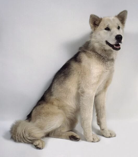 Greenland Dog (Gronlandshund), seated