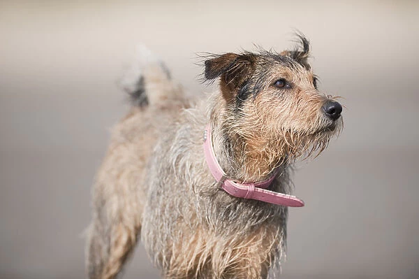 Grey-brown mongrel dog with wet coat, wearing pink leather collar, close-up, looking away