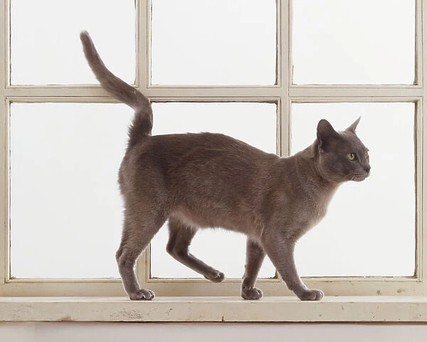 Grey-brown short-haired Cat (Felis catus) strolling along a window sill, side view