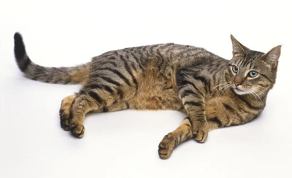 Grey-brown tabby cat lying on its side