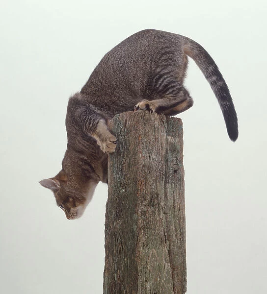A grey Cat (Felis catus) about to leap from a post, side view