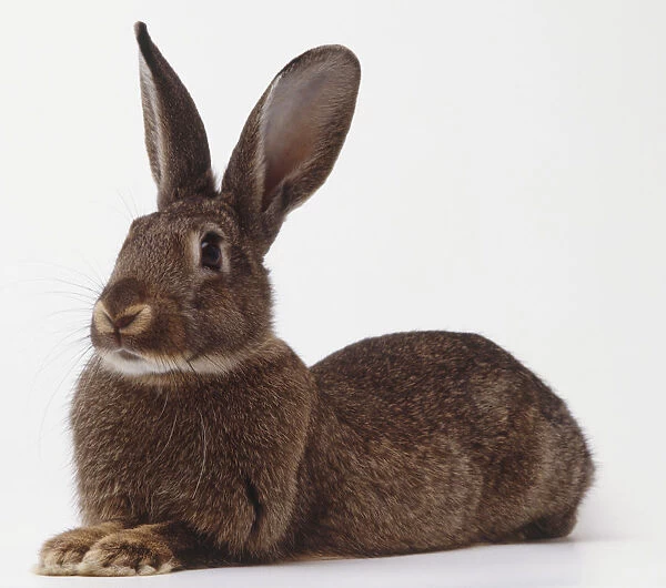 Grey European Rabbit, oryctolagus cuniculus, lying on its front
