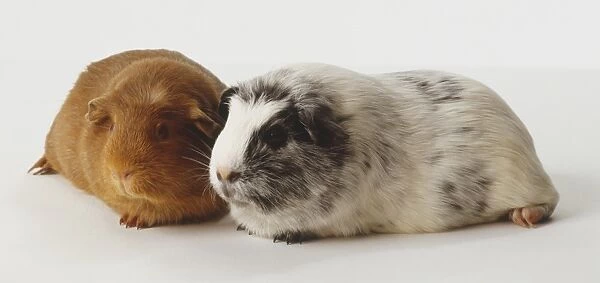 A grey guinea pig and a brown guinea pig