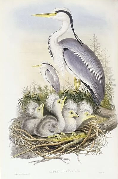 Grey heron (Ardea cinerea), Engraving by John Gould