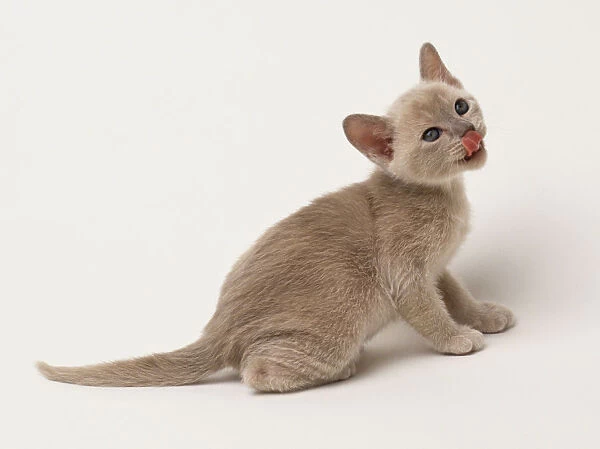 Grey kitten (felis silvestris), sitting on ground, looking up and licking face with tongue, side view