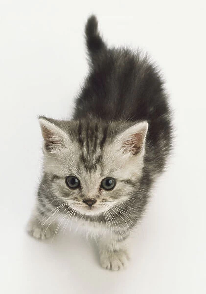 Grey kitten with tabby markings and blue eyes, standing, front paws planted firmly on ground, looking ahead, angled above view