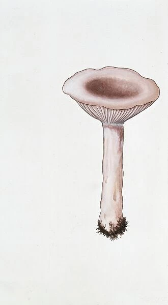 Grey Milk Cap (Lactarius vietus), illustration