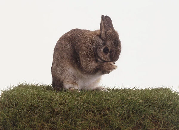 Grey Rabbit (Oryctolagus cuniculus) sitting on turf and scratching its face, side view
