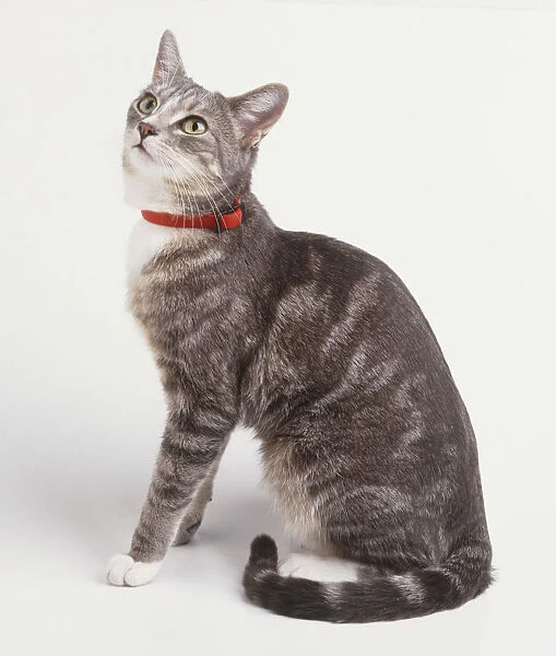 Grey tabby Cat (Felis catus) wearing a red collar