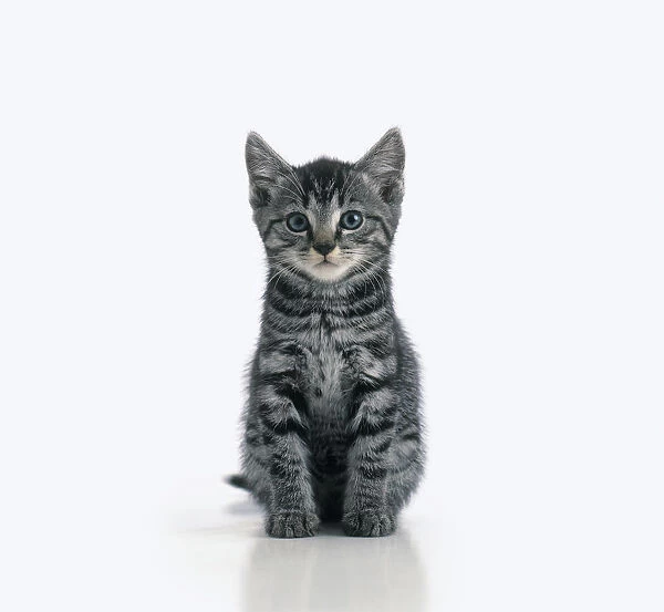 Grey tabby kitten sitting, front view