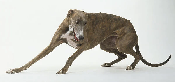 Greyhound (Canis familiaris) crouching and turning sideways, side view