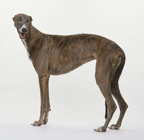 Greyhound standing, facing forward