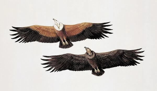 Two griffon vultures (Gyps Fulvus)
