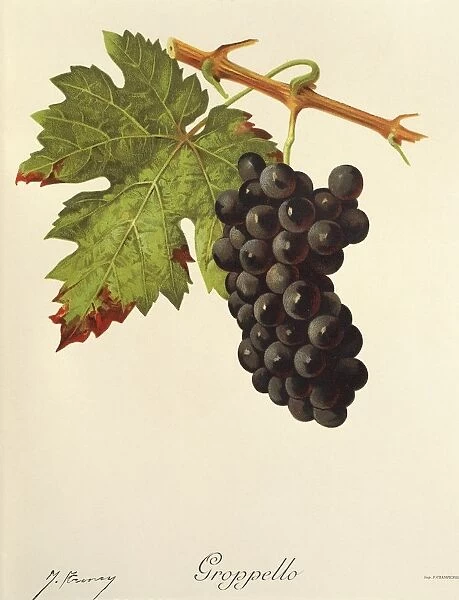 Groppello grape, illustration by J. Troncy