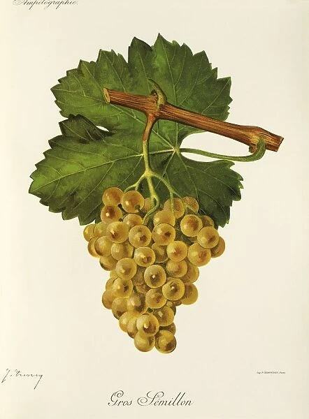 Gros Semillon grape, illustration by J. Troncy