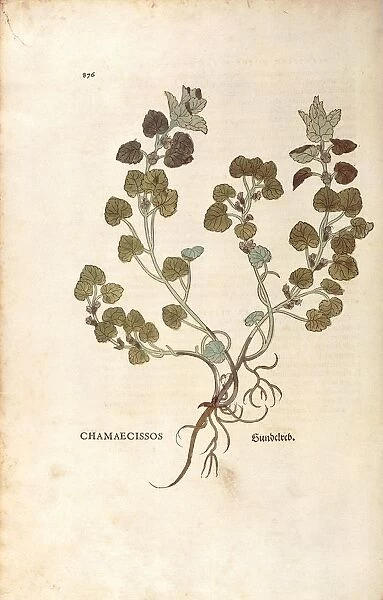 Ground-ivy - Glechoma hederacea (Chamaecissos) by Leonhart Fuchs from De historia stirpium commentarii insignes (Notable Commentaries on the History of Plants), colored engraving, 1542