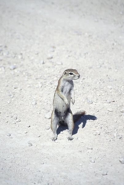 Ground Squirrel standing on its hind legs with its head turned. Photographed in the Etosha National Park, Namibia. April 22, 1998