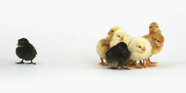 Group of baby chicks (Gallus gallus) with one standing apart