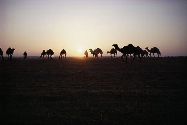Group of camels near Madaba, Jordan, silhouetted against setting sun