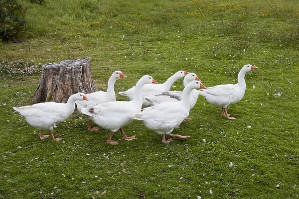 Group of geese walking across a lawn