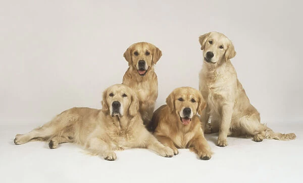 Group of four Golden Retrievers (Canis familiaris) seated together, facing forward