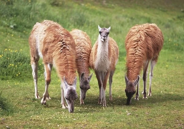 Four guanacos (Lama guanicoe) grazing, the middle one looking up