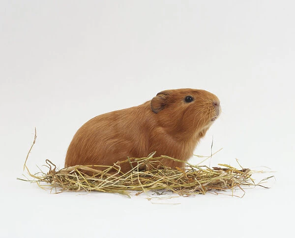 Guinea Pig (Cavia porcellus) on a bed of straw