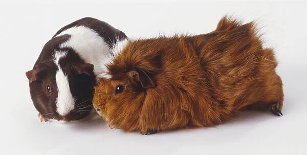 Two Guinea Pigs (Cavia porcellus) standing side-by-side, side view