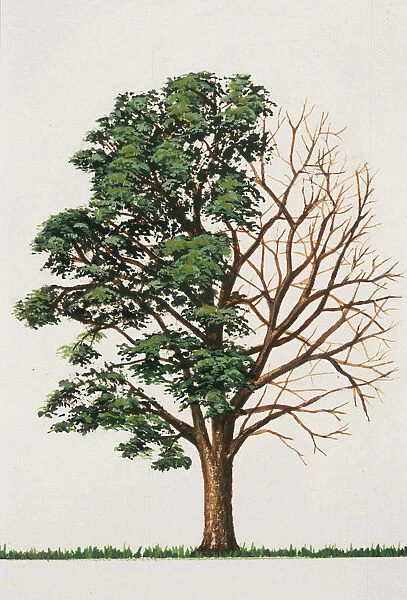 Gymnocladus dioica (Kentucky coffee tree)