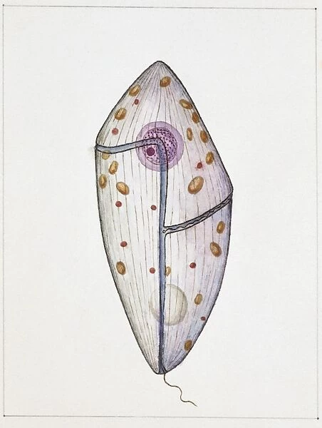 Gyrodinium corallinum, illustration