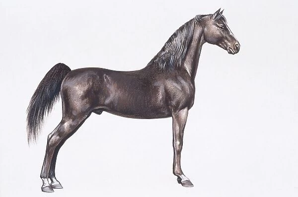 Hackney horse (Equus caballus), illustration