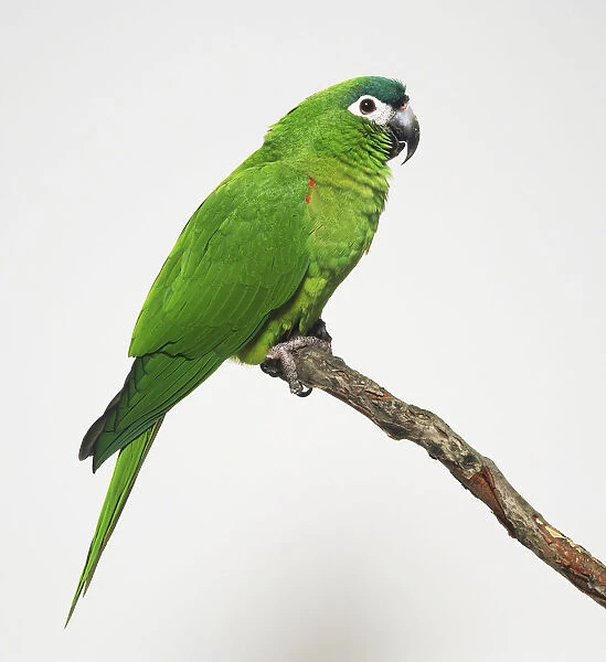 Hahns Macaw bird (D. nobilis)