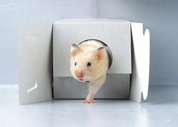 Hamster emerging from cardboard box, front view