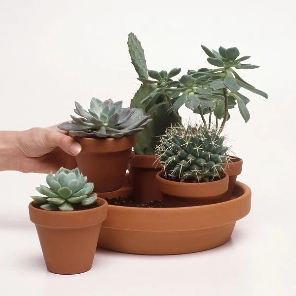 Hand arranging cacti and succulents in terracotta bowl, Echeveria elegans, Echeveria fimbriata, Mammillaria magnimamma, Aeonium haworthii, Opuntia sp. (Prickly pear cactus)