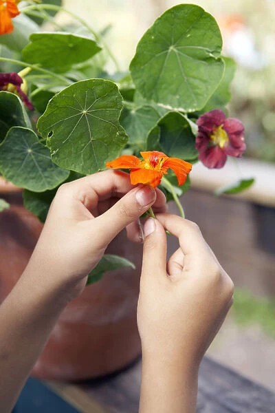 Hand holding flower head of pot marigold
