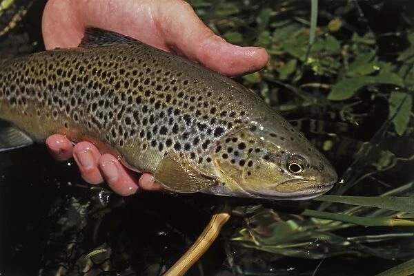 Hand holding live Brown Trout (Salmo trutta) above water