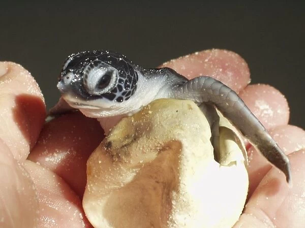 Hand holding turtle hatchling and egg, close-up