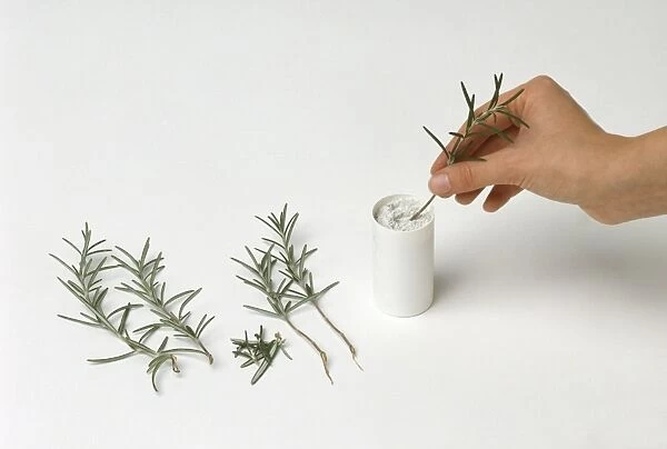 Hand model dipping rosmarinus stem into white powder