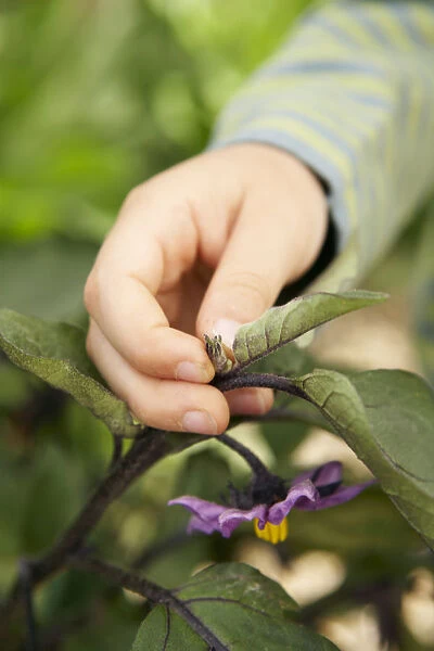 Hand pinching out growing tip of aubergine plant