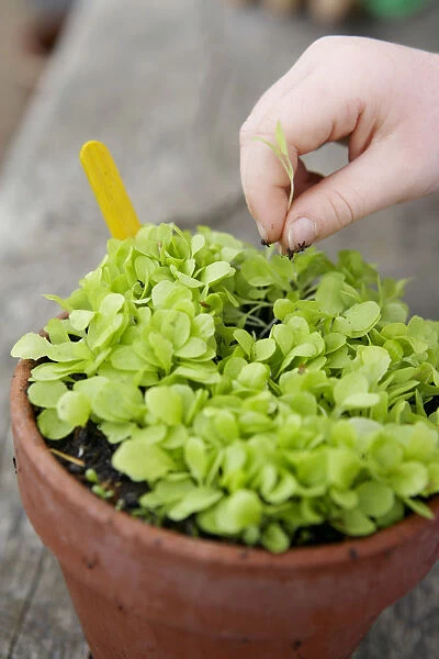 Hand pinching out tip from lettuce plant in plant pot