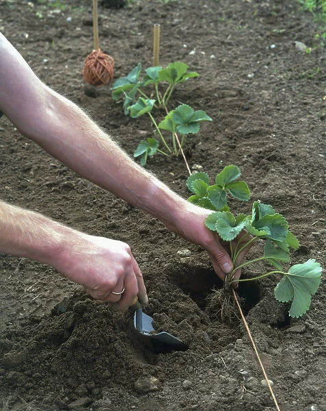 Hand planting strawberry plant in soil using trowel