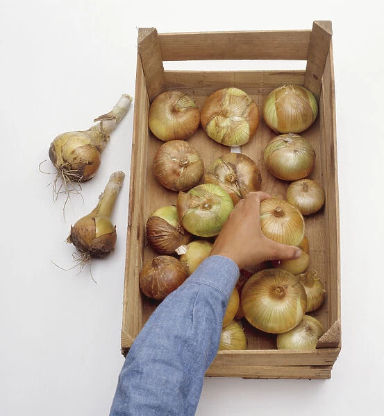 Hand putting onion in wooden storage box